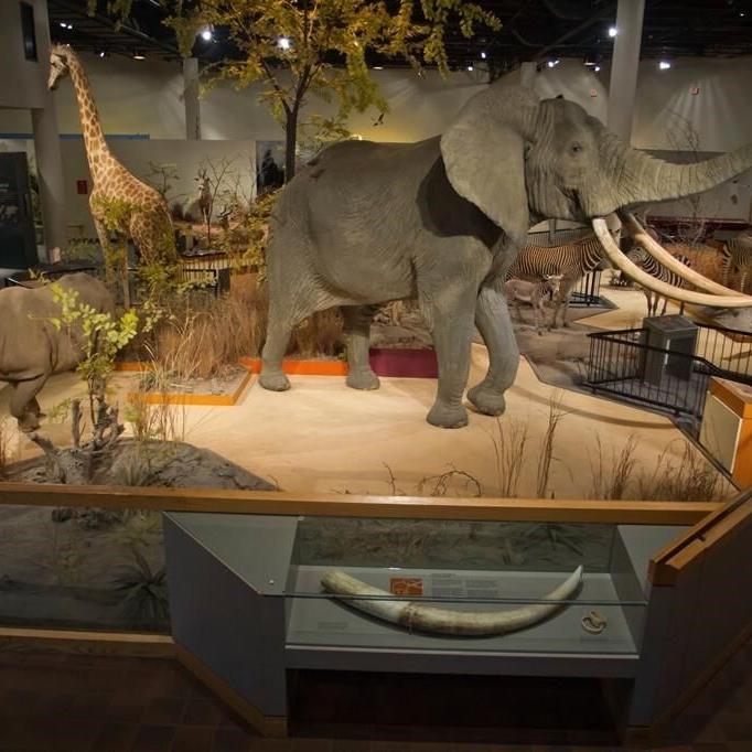 Bill headed to South Dakota governor would allow museum's taxidermy animals to find new homes